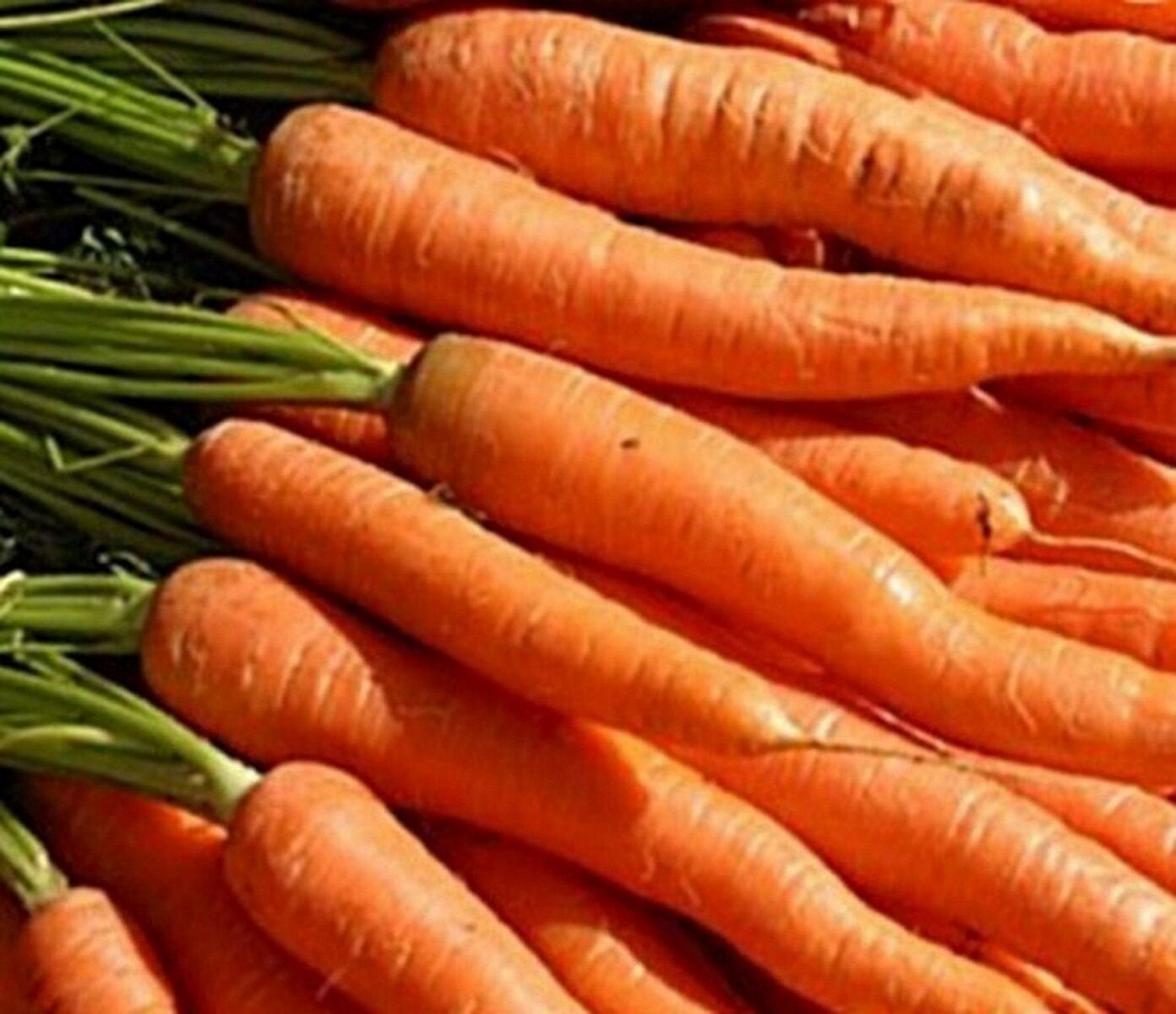 2000 Seeds Carrot- Little Fingers