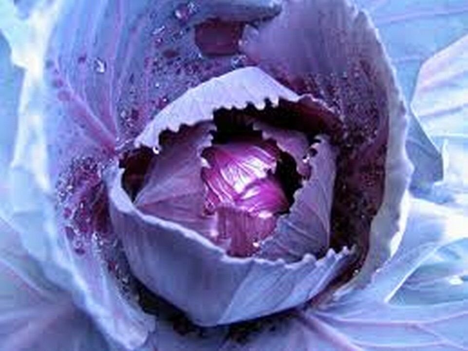 2000 seeds Cabbage- Red Acre