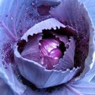 1000 seeds Cabbage- Red Acre