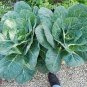 1000 Seeds Collards- Georgia Southern