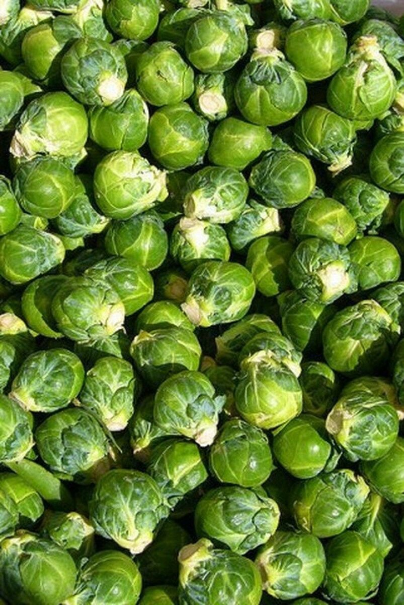 2000 seeds Brussel Sprouts