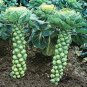 1000 seeds Brussel Sprouts