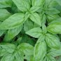 Basil- Genovese Sweet- 1000 Seeds