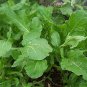 4000 Seeds Arugula- Rocket