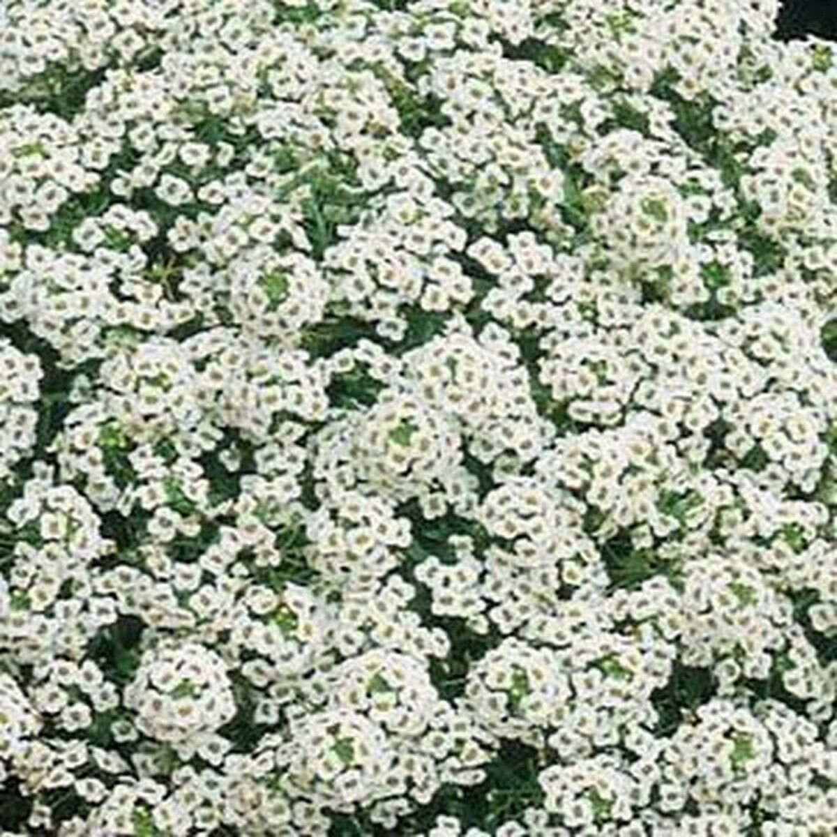 5000 Seed Alyssum- White