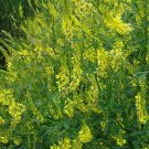 4000 Seeds Clover- Sweet Yellow