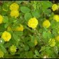 4000 Seeds Clover- Sweet Yellow