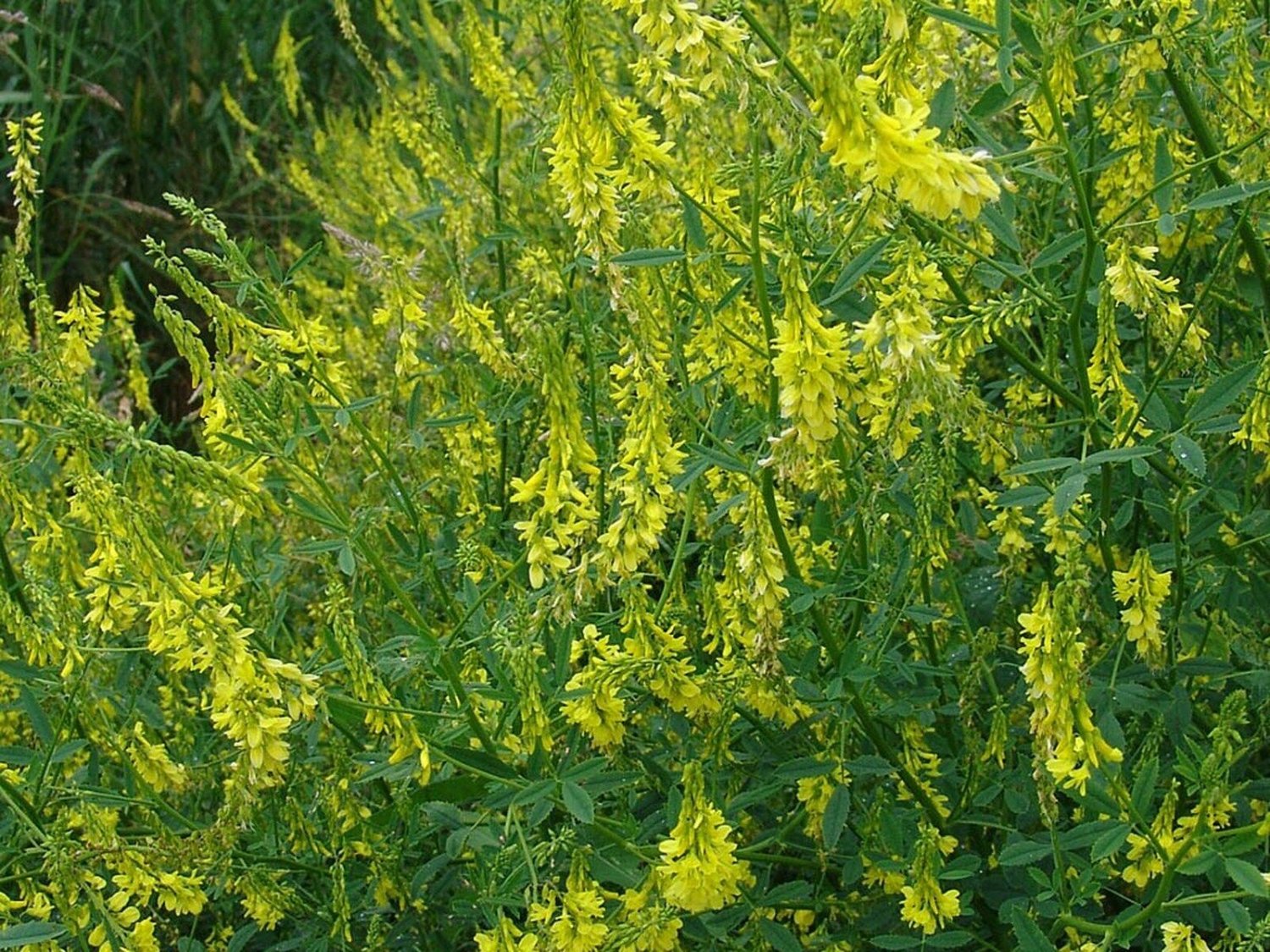 2000 Seeds Clover- Sweet Yellow