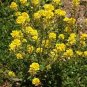 1000 Seeds Mustard- Yellow