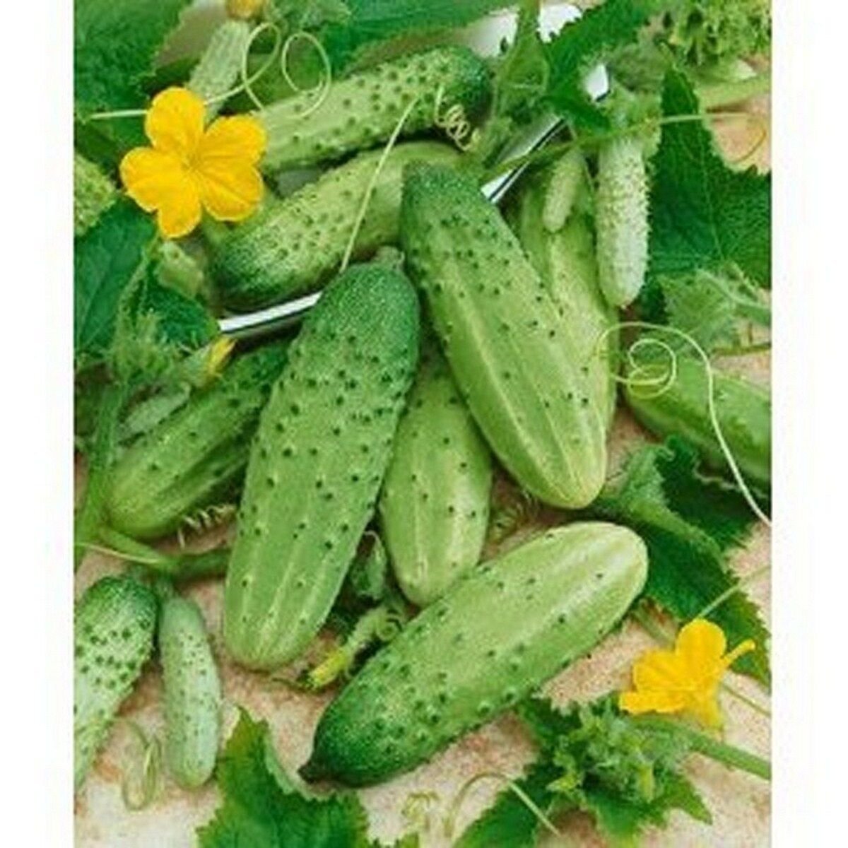 500 Seeds Cucumber- Boston Pickling