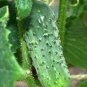 500 Seeds Cucumber- Boston Pickling