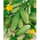250 Seeds Cucumber- Boston Pickling