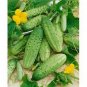 250 Seeds Cucumber- Boston Pickling