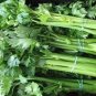 5000 Seeds Celery- Tall Utah
