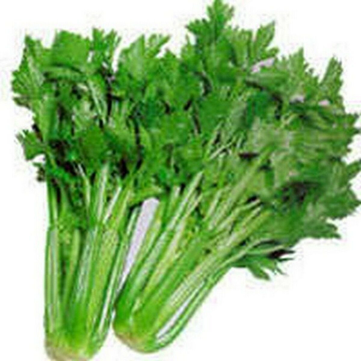 2500 Seeds Celery- Tall Utah