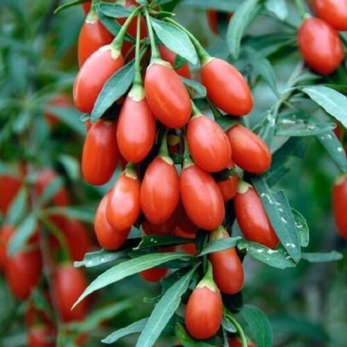 25 Seeds Goji Berry-(Wolfberry)