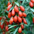 25 Seeds Goji Berry-(Wolfberry)
