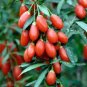 25 Seeds Goji Berry-(Wolfberry)