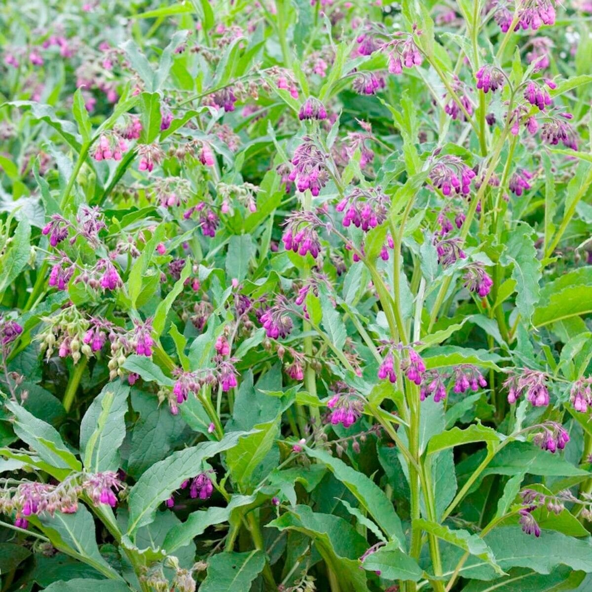 10 Seeds Comfrey