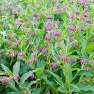 10 Seeds Comfrey