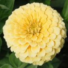 100 Seeds Zinnia- Isabellina