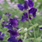 15 seeds Sweet Peas- Royal Navy