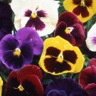 50 Seeds Petunia-St ravel mix