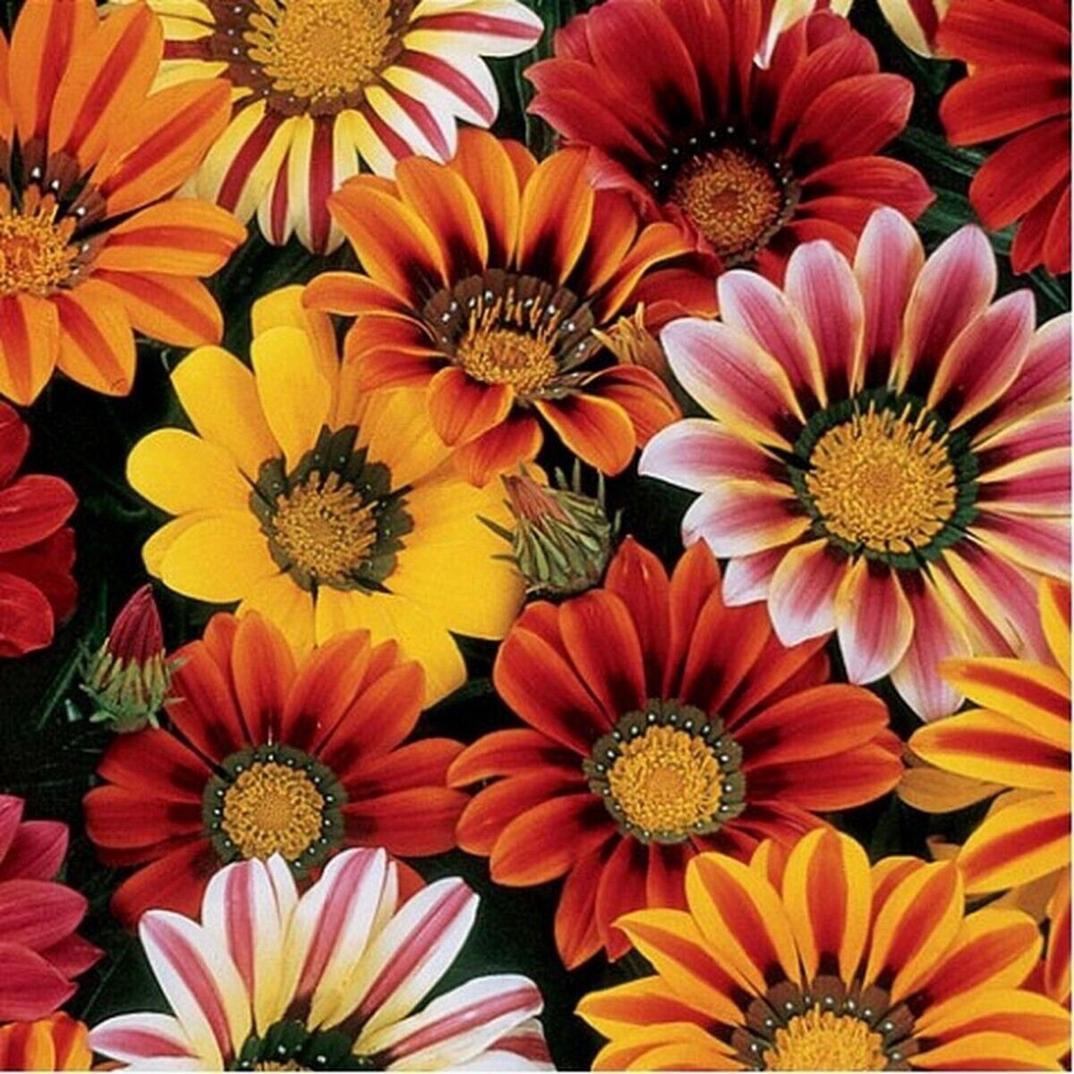50 Seeds Gazania- Sunshine Mix
