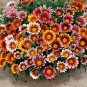 50 Seeds Gazania- Sunshine Mix