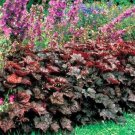 50 Seeds Coral Bells- Heuchera- Palace Purple