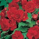 25 Seeds Begonia- Red