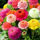 100 Seeds Zinnia- Scabiosa