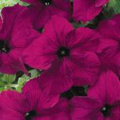 25 Seeds Petunia- Grandiflora- Burgandy