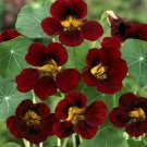 15 Seeds Nasturtium- Black Velvet