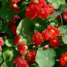 15 Seeds Nasturtium- Cherry rose