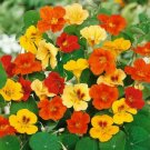 50 Seeds Nasturtium- Jewels mix