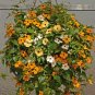 10 Seeds Thunbergia- Mix