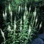 50 Seeds Culver's Root
