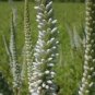 50 Seeds Culver's Root