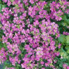 100 Seeds Rock Cress -Spring Charm(Arabis Biepharaophylla)