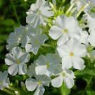 100 Seeds Phlox- White- (Drummondii Compacta)