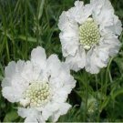 15 Seeds Scabiosa-Caucasica Perfection White