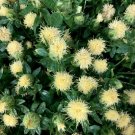 10 Seeds Safflower- White