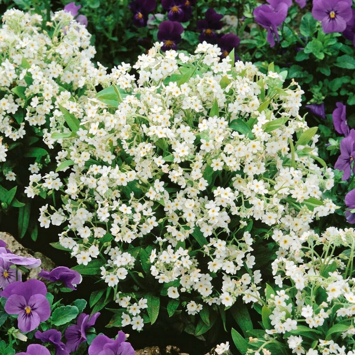 200 Seeds Forget-me-not- White