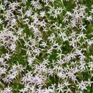 10 Seeds Laurentia-Axillaris- White Star