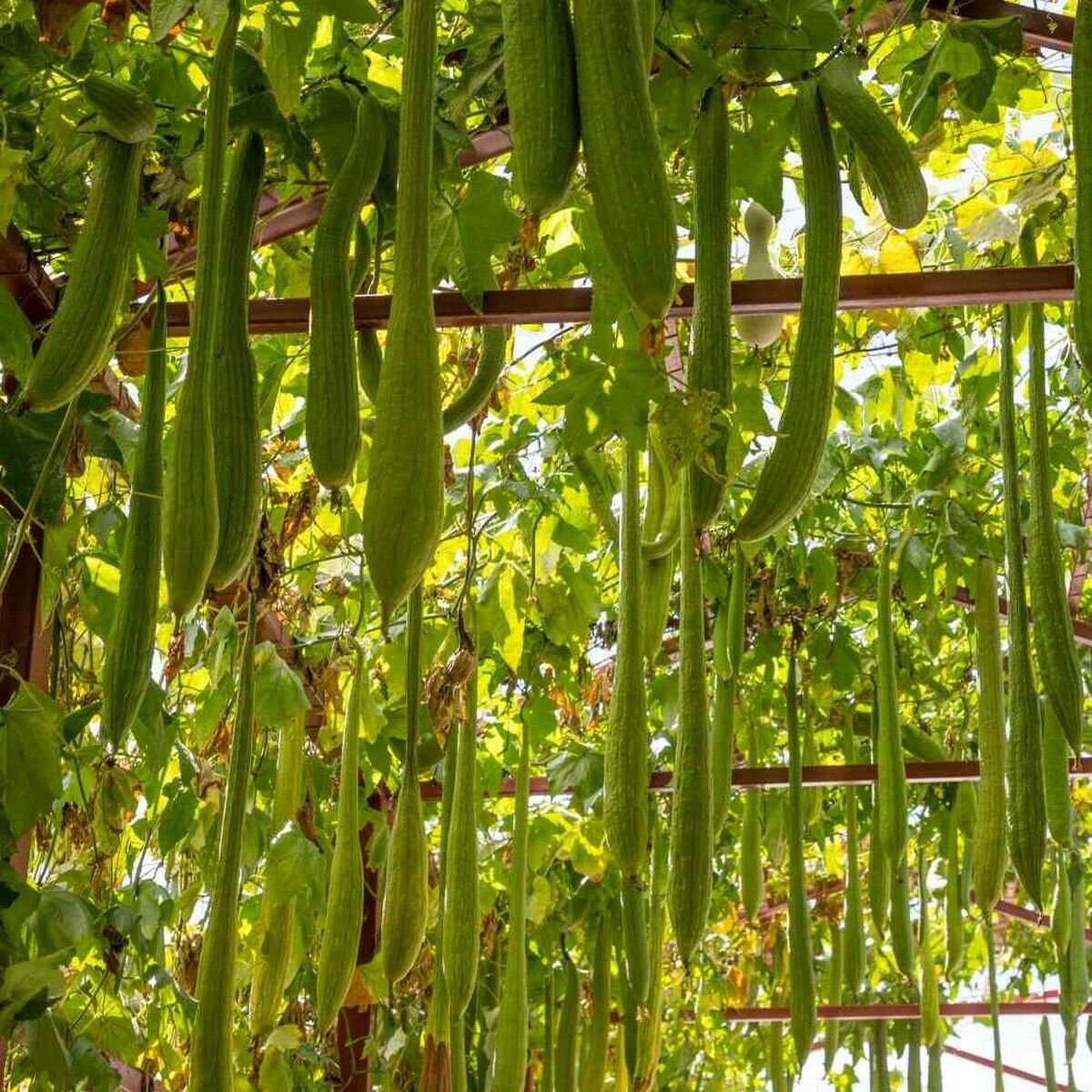 10 Seeds Luffa- Cylindrica