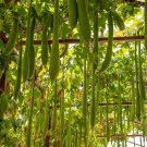 10 Seeds Luffa- Cylindrica