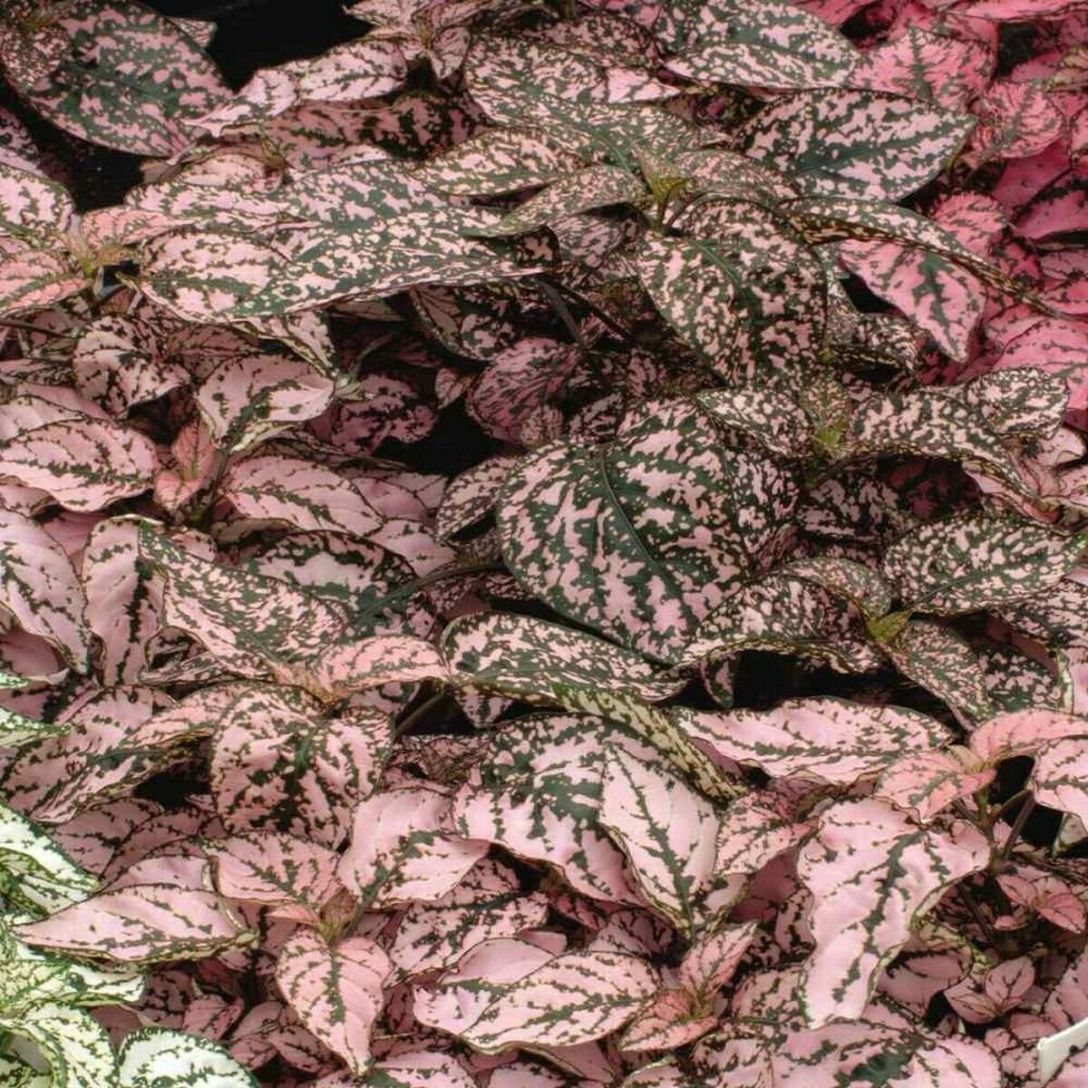 15 Seeds Hypoestes-Phyllostachya Splash- Pink