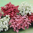 15 Seeds Hypoestes-Phyllostachya Splash- Mix
