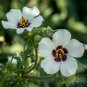 20 Seeds Hibiscus- Trionum